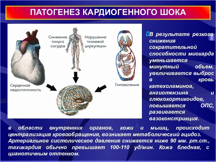 ПАТОГЕНЕЗ КАРДИОГЕННОГО ШОКА в области внутренних органов, кожи и мышц, происходит централизация кровообращения,