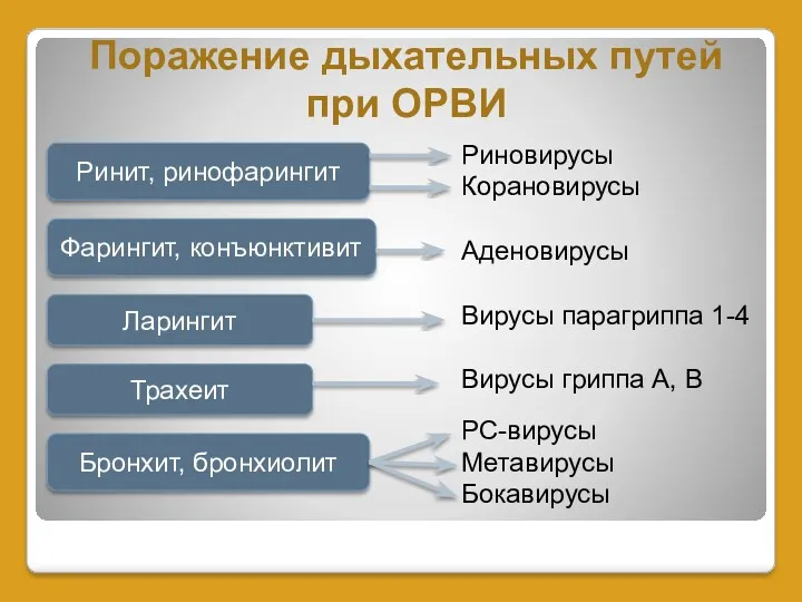 Поражение дыхательных путей при ОРВИ Риновирусы Корановирусы Аденовирусы Вирусы парагриппа 1-4 Вирусы гриппа