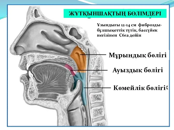 Ұзындығы 12-14 см фиброзды-бұлшықеттік түтік, бассүйек негізінен C6ға дейін ЖҰТҚЫНШАҚТЫҢ БӨЛІМДЕРІ Мұрындық бөлігі