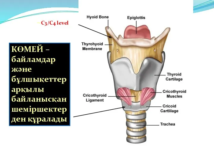 ~C6 level КӨМЕЙ – байламдар және бұлшықеттер арқылы байланысқан шеміршектерден құралады ~C3/C4 level