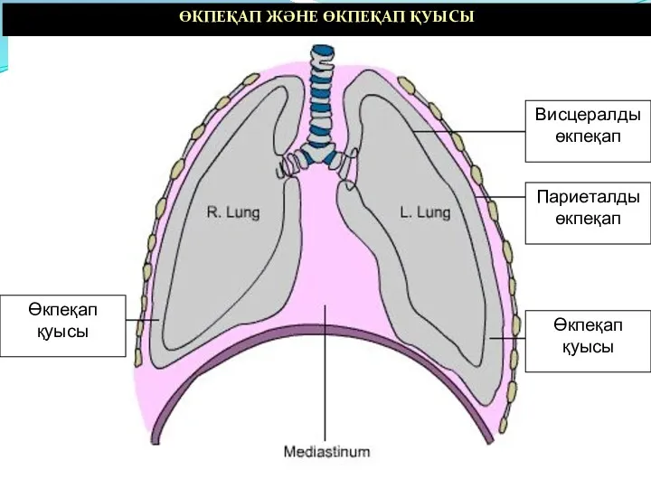 ӨКПЕҚАП ЖӘНЕ ӨКПЕҚАП ҚУЫСЫ Өкпеқап қуысы Висцералды өкпеқап Өкпеқап қуысы Париеталды өкпеқап
