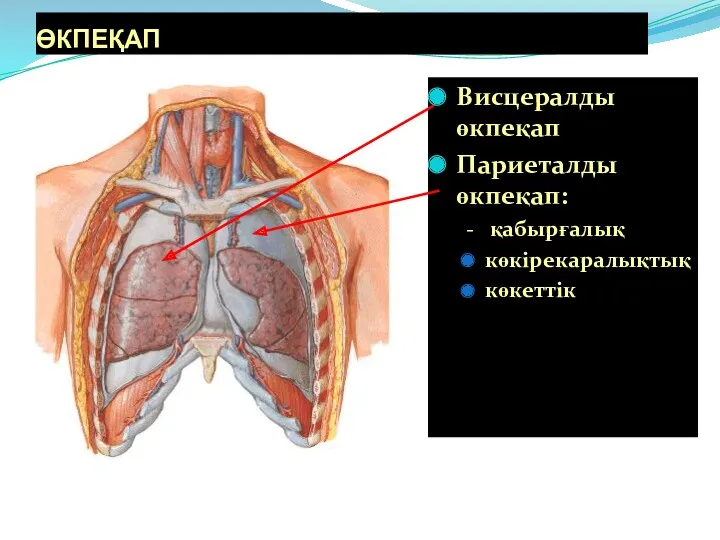 ӨКПЕҚАП Висцералды өкпеқап Париеталды өкпеқап: - қабырғалық көкірекаралықтық көкеттік