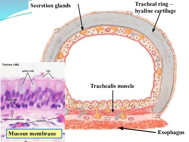 Tracheal ring – hyaline cartilage Secretion glands Esophagus Trachealis muscle Mucous membrane