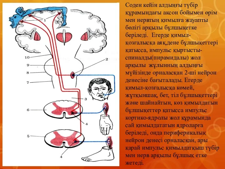 Соден кейін алдыңғы түбір құрамындағы аксон бойымен өрім мен нервтың