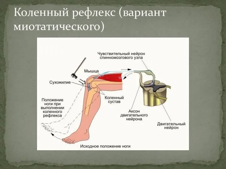 Коленный рефлекс (вариант миотатического)