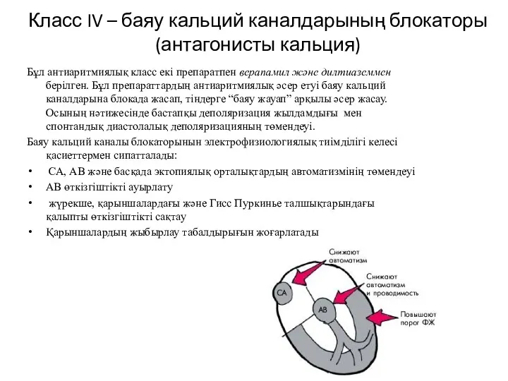 Класс IV – баяу кальций каналдарының блокаторы (антагонисты кальция) Бұл