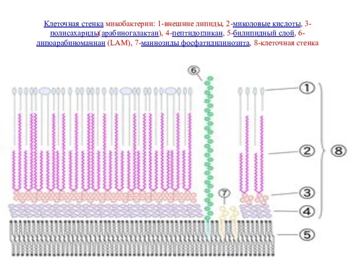 Клеточная стенка микобактерии: 1-внешние липиды, 2-миколовые кислоты, 3-полисахариды(арабиногалактан), 4-пептидогликан, 5-билипидный слой, 6-липоарабиноманнан (LAM),