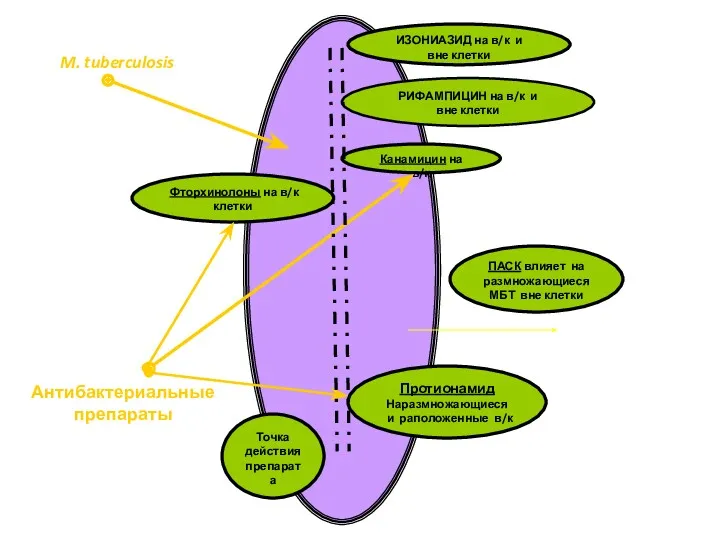 ИЗОНИАЗИД на в/к и вне клетки РИФАМПИЦИН на в/к и вне клетки Канамицин