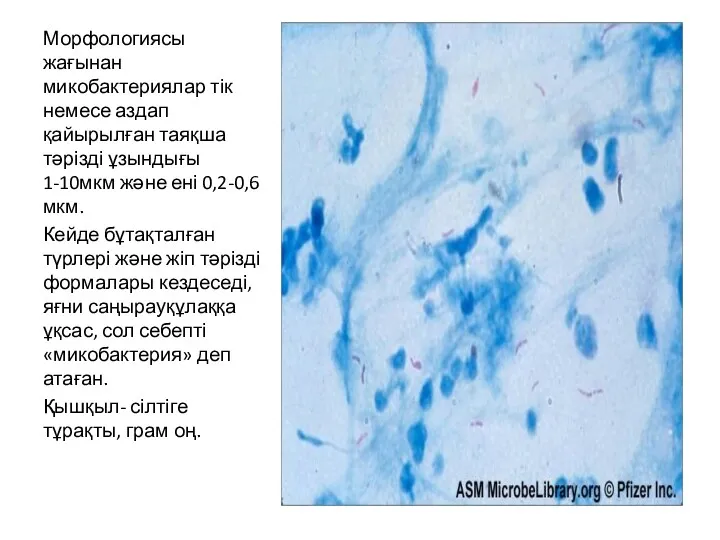 Морфологиясы жағынан микобактериялар тік немесе аздап қайырылған таяқша тәрізді ұзындығы 1-10мкм және ені
