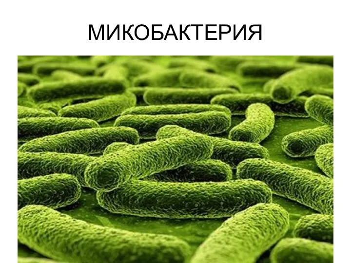 МИКОБАКТЕРИЯ