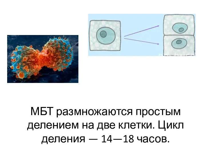 МБТ размножаются простым делением на две клетки. Цикл деления — 14—18 часов.