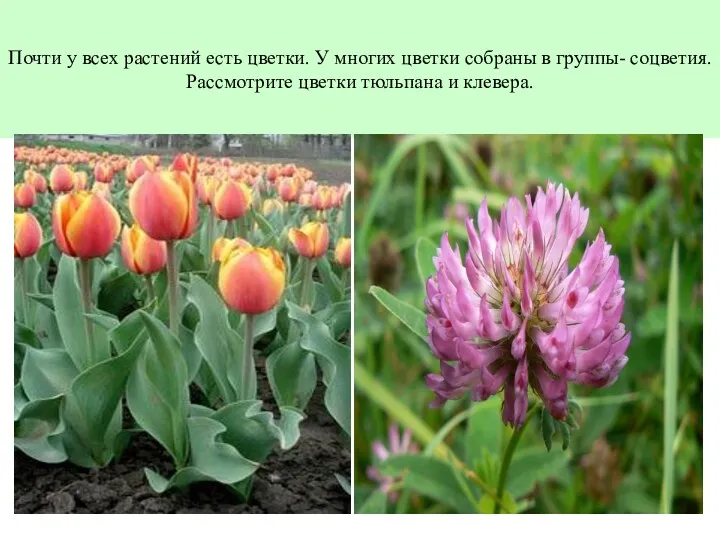 Почти у всех растений есть цветки. У многих цветки собраны в группы- соцветия.