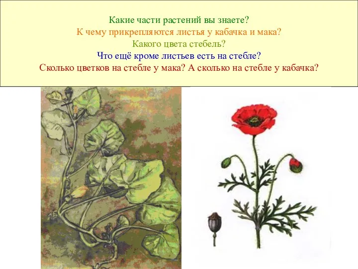 Какие части растений вы знаете? К чему прикрепляются листья у кабачка и мака?