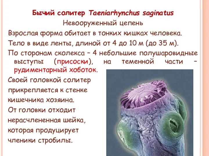 Бычий солитер Taeniarhynchus saginatus Невооруженный цепень Взрослая форма обитает в