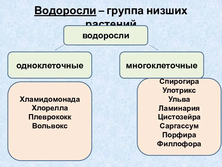 Водоросли – группа низших растений водоросли одноклеточные многоклеточные Хламидомонада Хлорелла