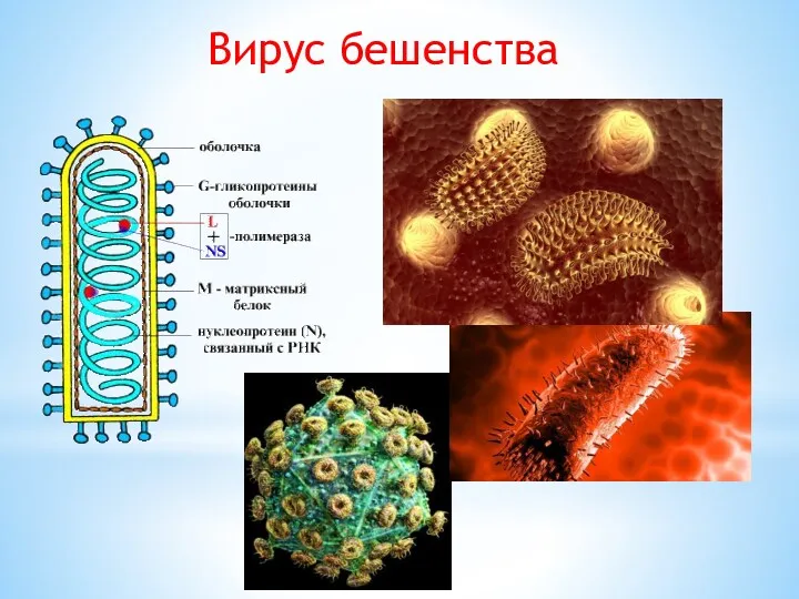 Вирус бешенства