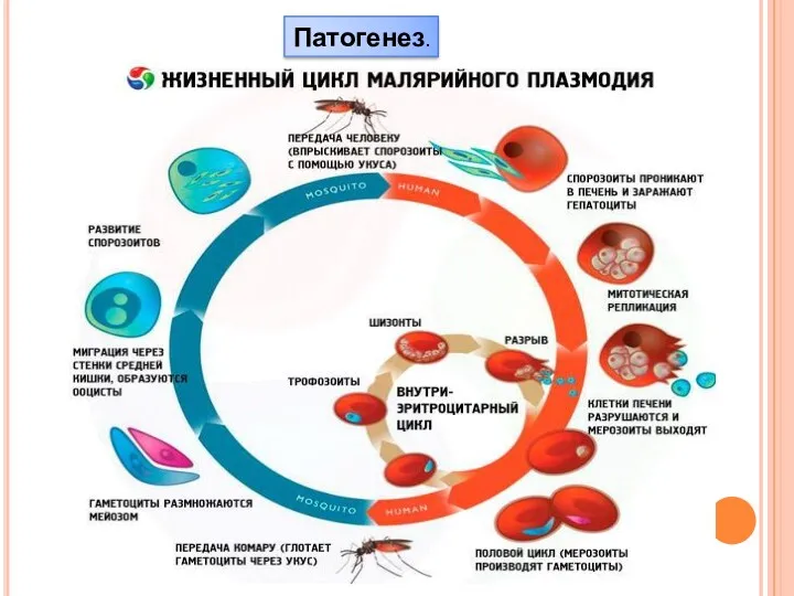 Патогенез.