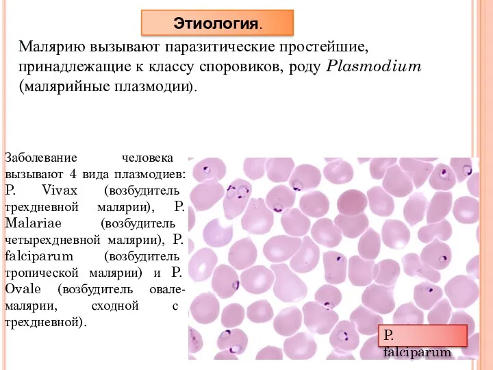 Этиология. Малярию вызывают паразитические простейшие, принадлежащие к классу споровиков, роду Plasmodium (малярийные плазмодии).