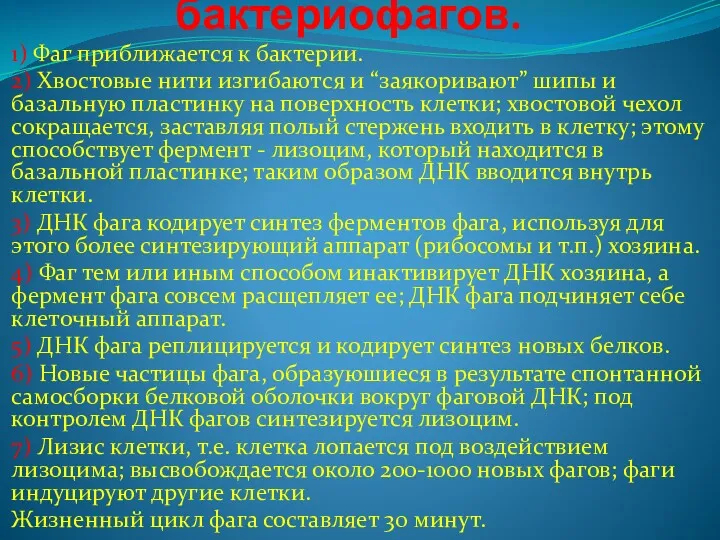 Жизненный цикл бактериофагов. 1) Фаг приближается к бактерии. 2) Хвостовые