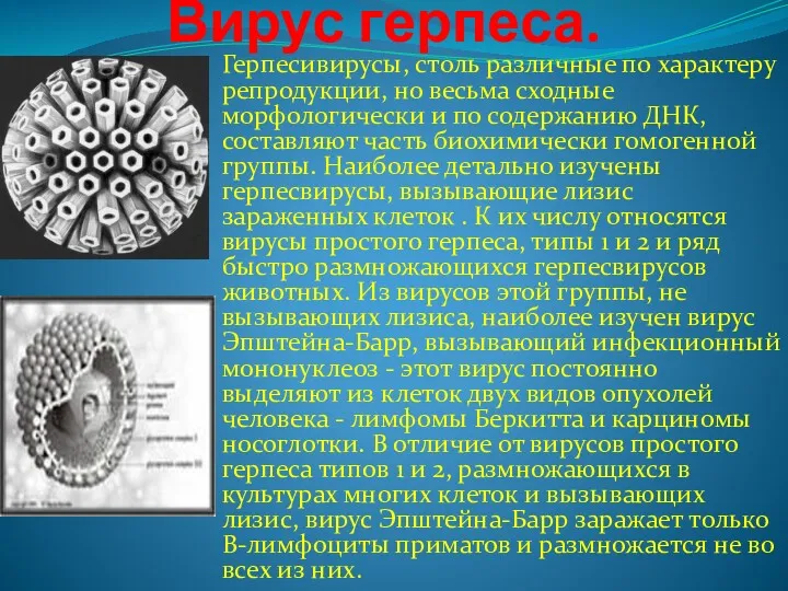 Вирус герпеса. Герпесивирусы, столь различные по характеру репродукции, но весьма