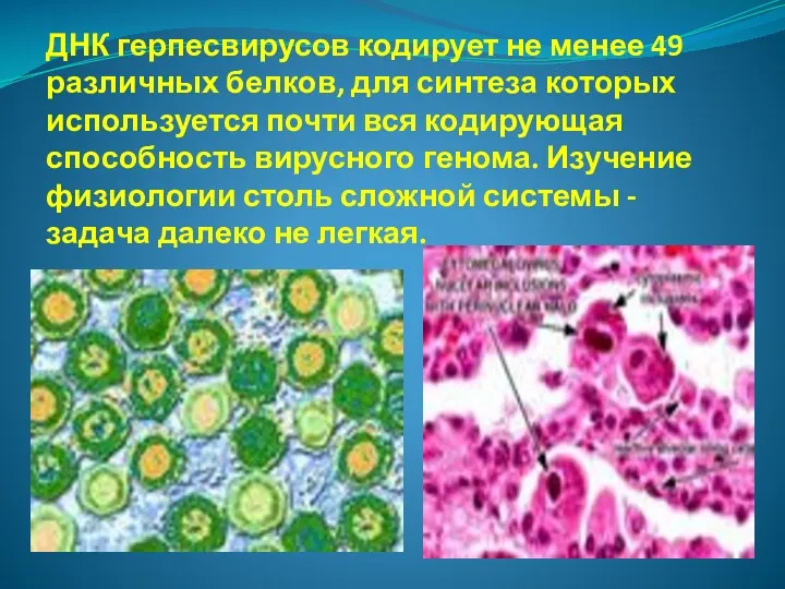 ДНК герпесвирусов кодирует не менее 49 различных белков, для синтеза