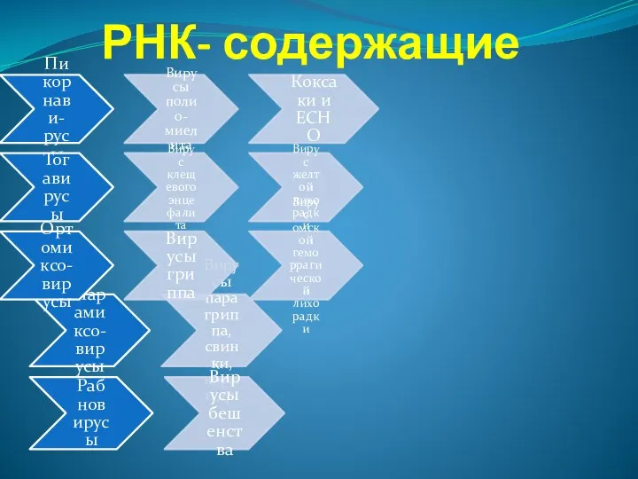 РНК- содержащие Парамиксо-вирусы Вирусы парагриппа, свинки, кори и др. Рабновирусы