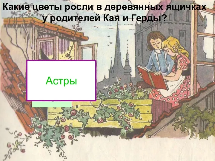 Тюльп Петун Астры Какие цветы росли в деревянных ящичках у родителей Кая и Герды?