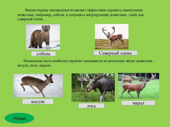 Режим охраны заповедника позволяет эффективно охранять некочующих животных, например, соболя,