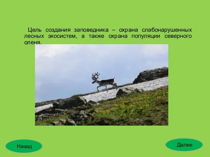 Цель создания заповедника – охрана слабонарушенных лесных экосистем, а также охрана популяции северного оленя. Далее Назад