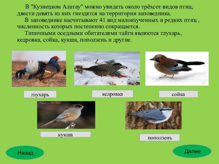 В "Кузнецком Алатау" можно увидеть около трёхсот видов птиц, двести