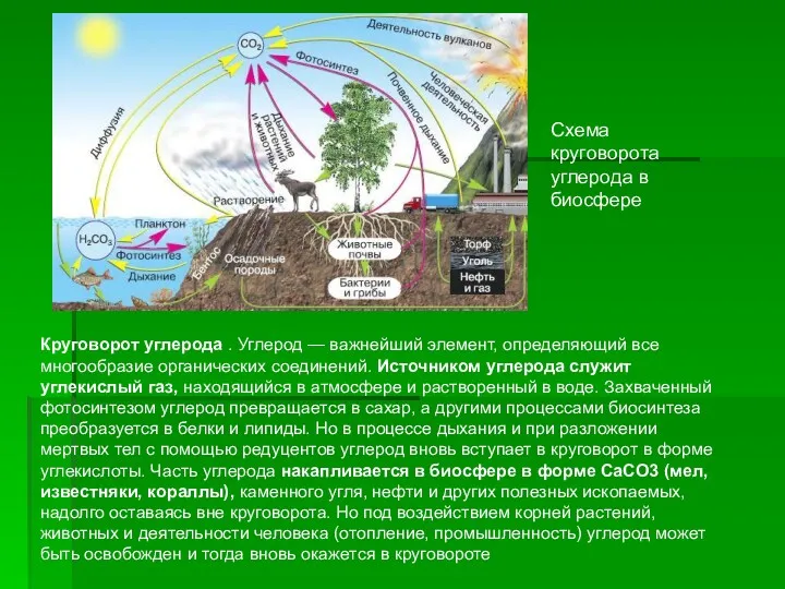 Схема круговорота углерода в биосфере Круговорот углерода . Углерод —