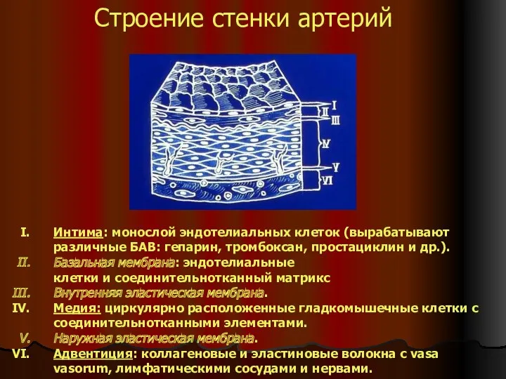 Строение стенки артерий Интима: монослой эндотелиальных клеток (вырабатывают различные БАВ: