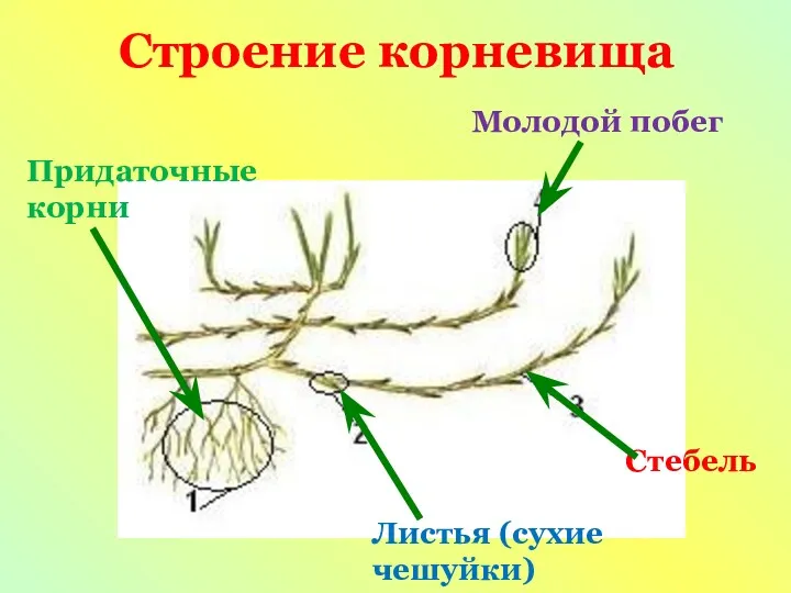 Строение корневища Молодой побег Придаточные корни Листья (сухие чешуйки) Стебель