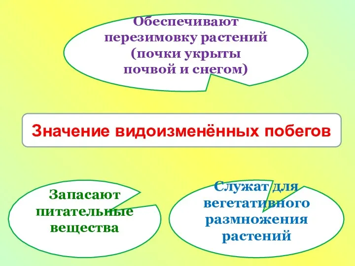 Значение видоизменённых побегов Обеспечивают перезимовку растений (почки укрыты почвой и