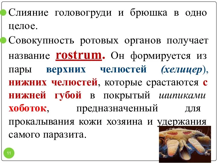 Слияние головогруди и брюшка в одно целое. Совокупность ротовых органов