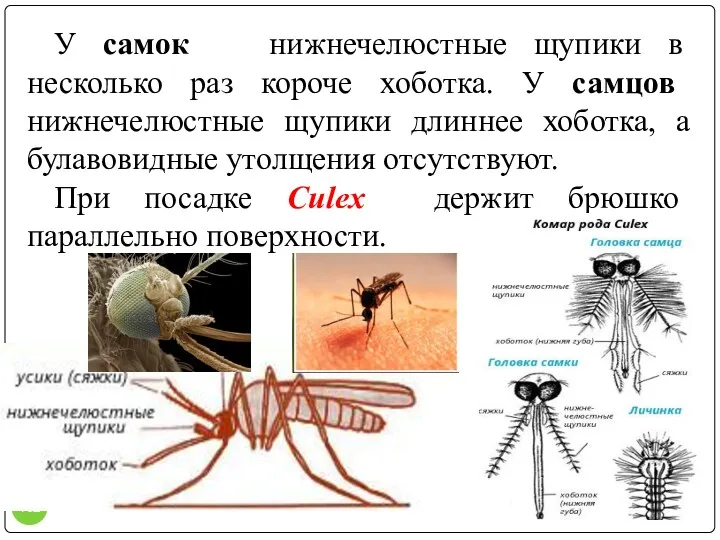 У самок нижнечелюстные щупики в несколько раз короче хоботка. У