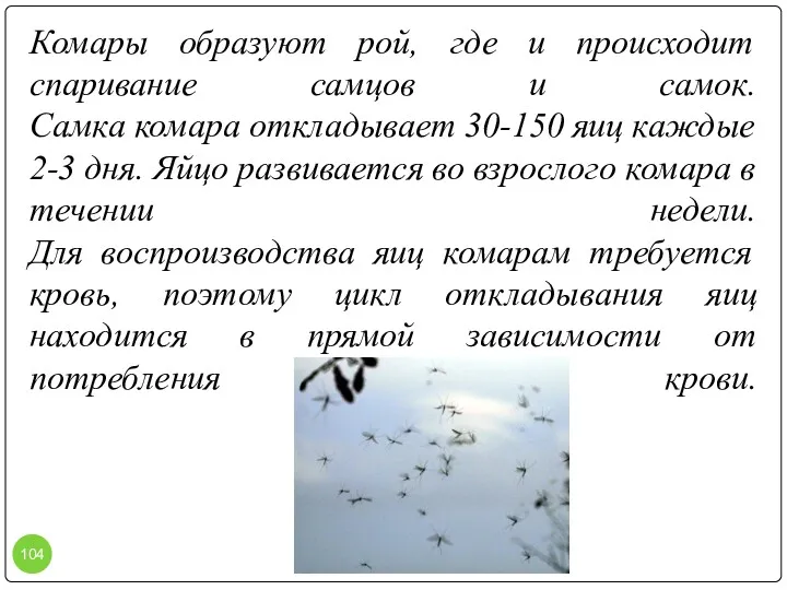 Комары образуют рой, где и происходит спаривание самцов и самок.