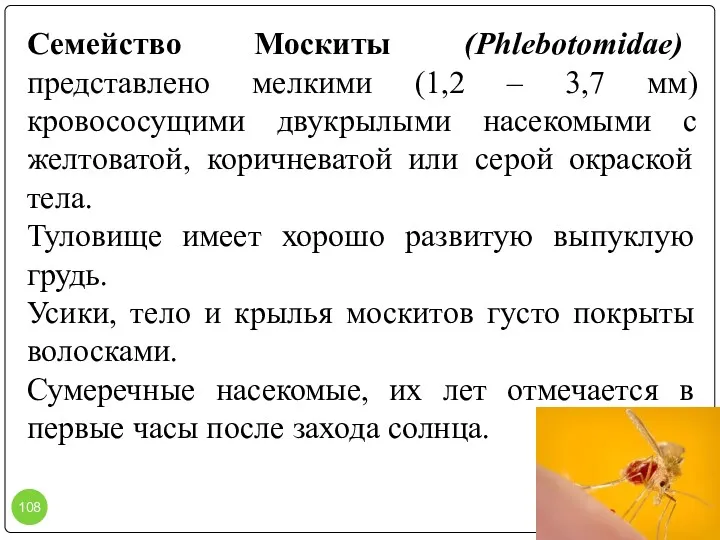 Семейство Москиты (Phlebotomidae) представлено мелкими (1,2 – 3,7 мм) кровососущими