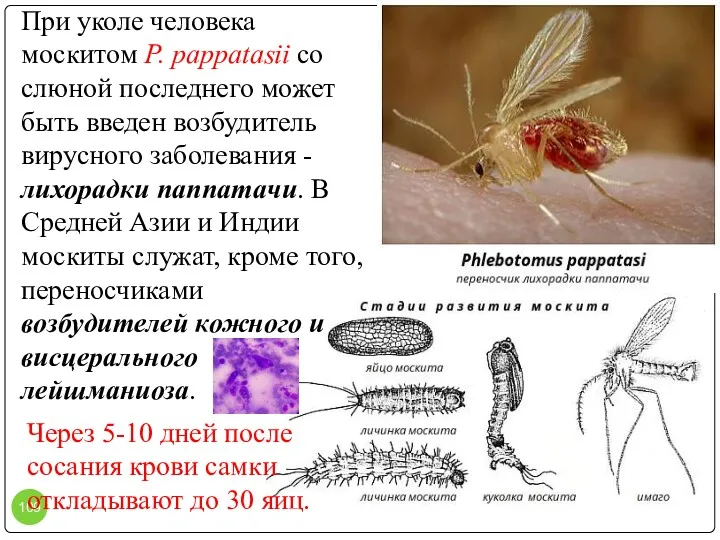 При уколе человека москитом P. pappatasii со слюной последнего может