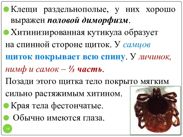 Клещи раздельнополые, у них хорошо выражен половой диморфизм. Хитинизированная кутикула