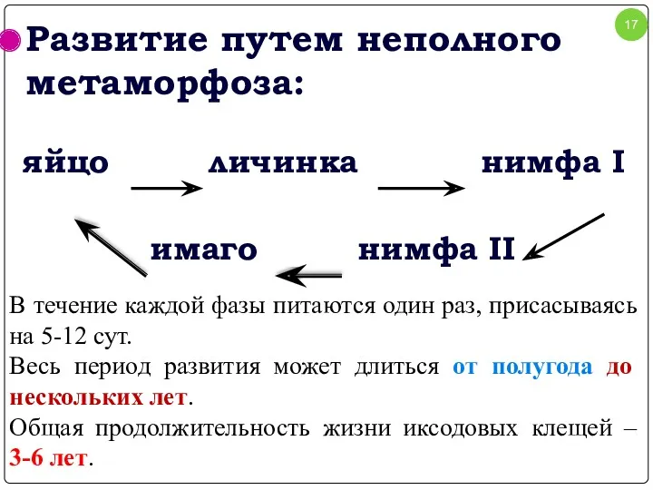 Развитие путем неполного метаморфоза: яйцо личинка нимфа I имаго нимфа