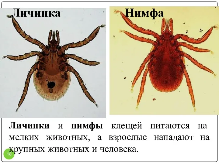 Личинка Нимфа Личинки и нимфы клещей питаются на мелких животных,