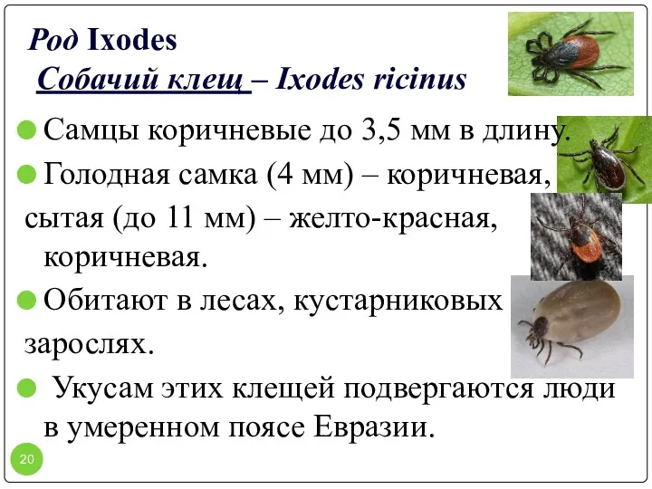 Род Ixodes Собачий клещ – Ixodes ricinus Самцы коричневые до