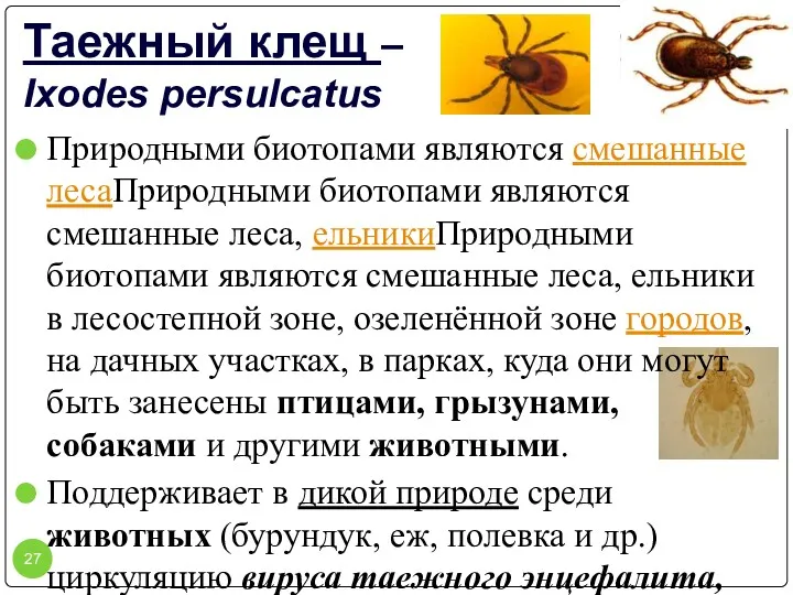 Таежный клещ – Ixodes persulcatus Природными биотопами являются смешанные лесаПриродными