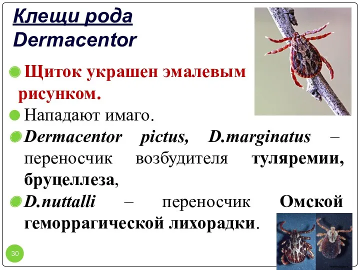 Клещи рода Dermacentor Щиток украшен эмалевым рисунком. Нападают имаго. Dermacentor