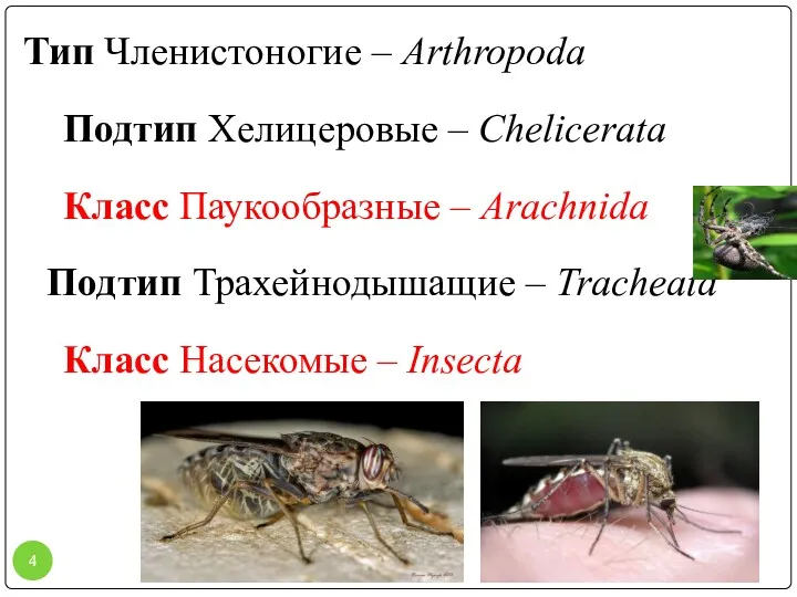 Тип Членистоногие – Arthropoda Подтип Хелицеровые – Chelicerata Класс Паукообразные