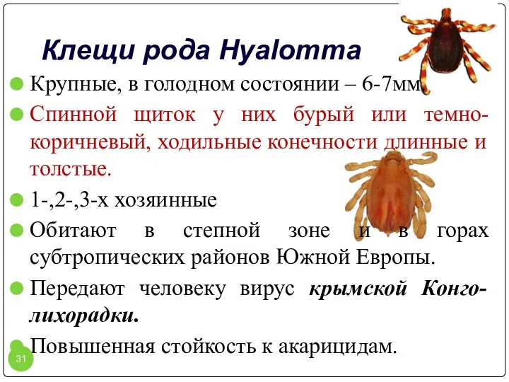 Клещи рода Hyalomma Крупные, в голодном состоянии – 6-7мм. Спинной