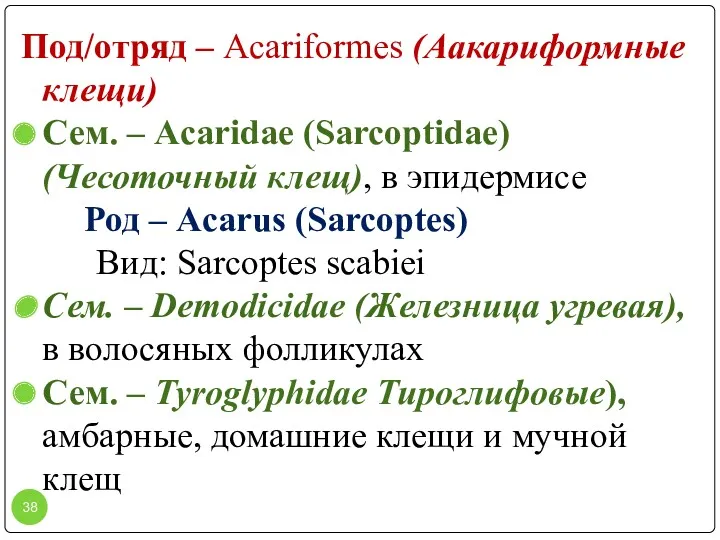 Под/отряд – Acariformes (Аакариформные клещи) Сем. – Acaridae (Sarcoptidae) (Чесоточный