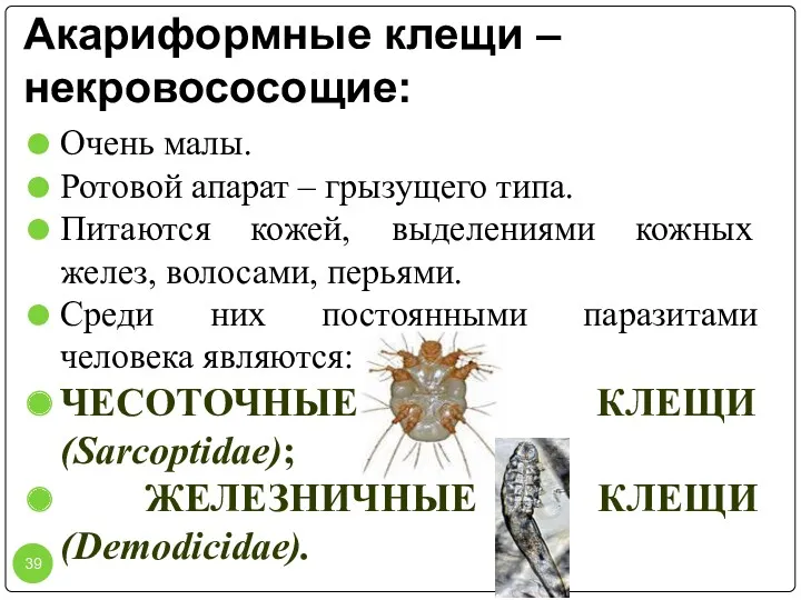 Акариформные клещи – некровососощие: Очень малы. Ротовой апарат – грызущего