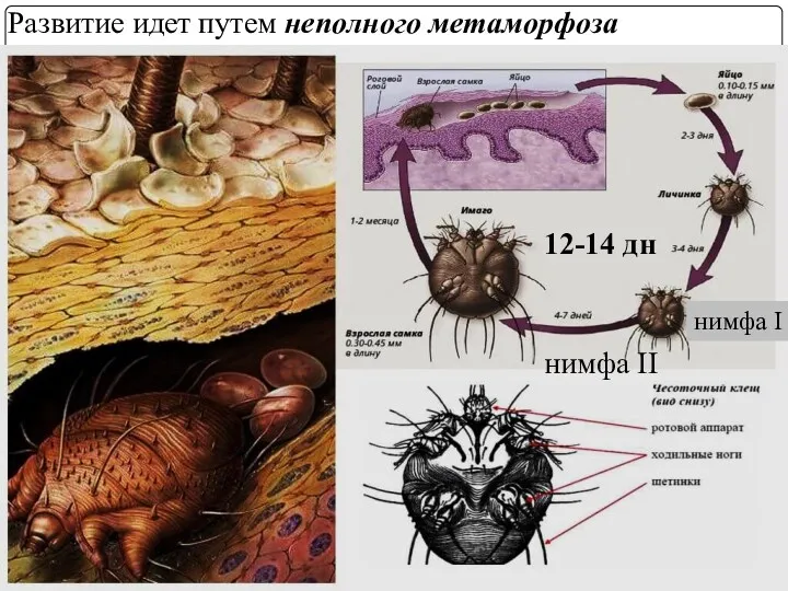 Развитие идет путем неполного метаморфоза 12-14 дн нимфа II нимфа I